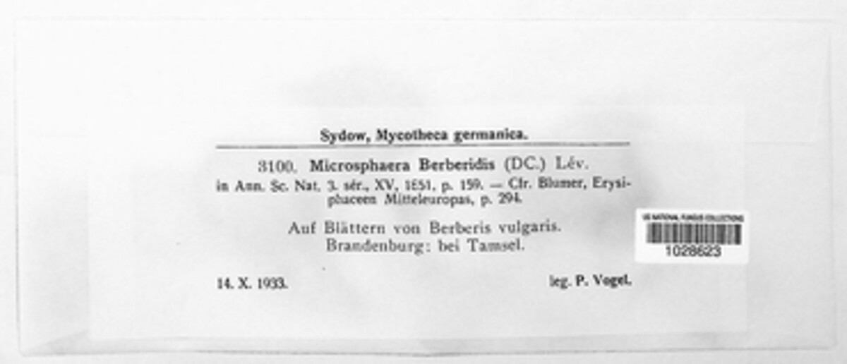 Erysiphe berberidis image